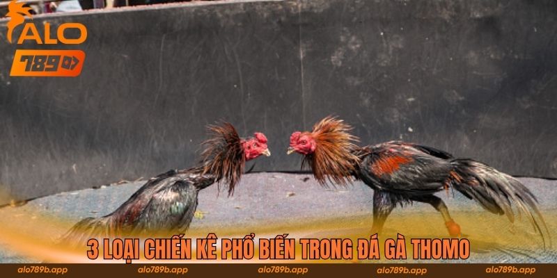 3 loại chiến kê phổ biến trong đá gà Thomo