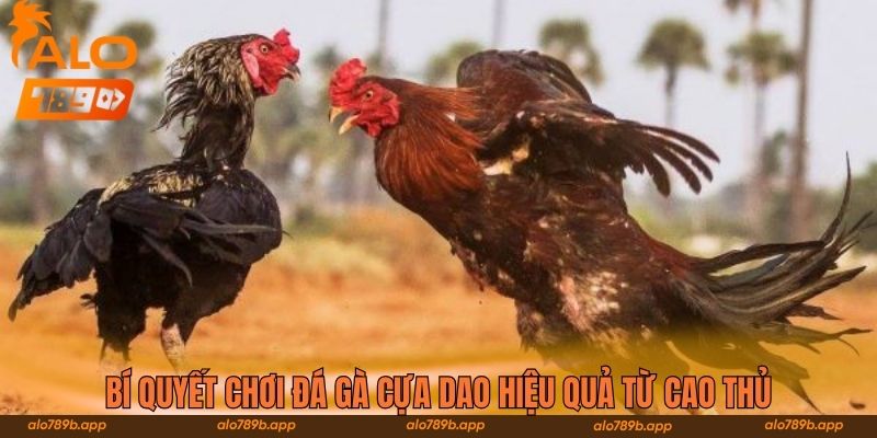 Bí quyết chơi đá gà cựa dao hiệu quả từ cao thủ