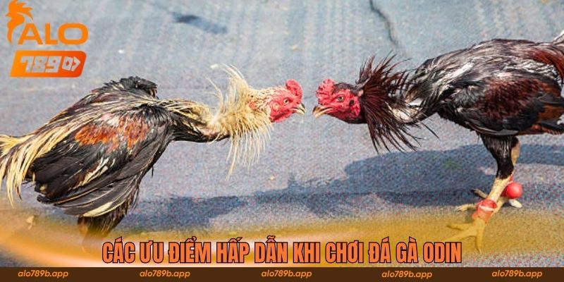 Các ưu điểm hấp dẫn khi chơi đá gà ODIN