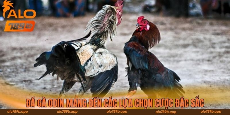 Đá gà ODIN mang đến các lựa chọn cược đặc sắc