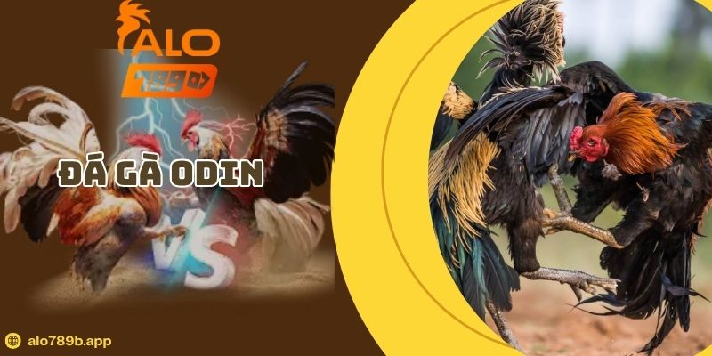 Khám Phá Đá Gà ODIN – Nơi Hội Tụ Những Chiến Kê Bất Bại