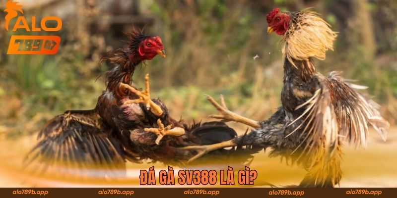 Đá gà SV388 là gì?