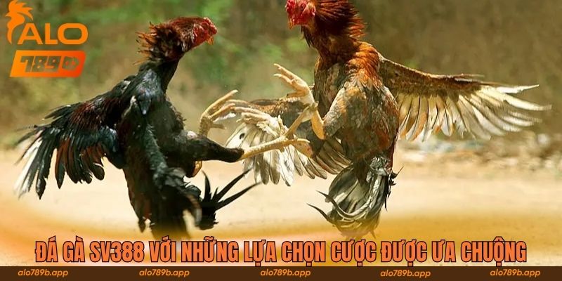 Đá gà SV388 với những lựa chọn cược được ưa chuộng