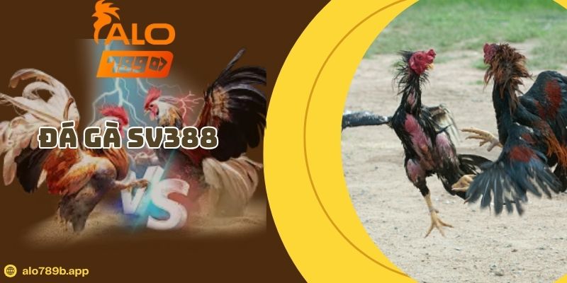 Đá Gà SV388 – Mẹo Chọn Chiến Kê Chuẩn Và Quan Sát Hiệu Quả