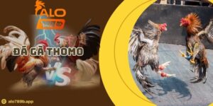 Đá gà Thomo