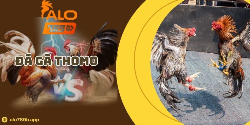 Đá Gà Thomo – Quy Tắc Chơi Chuẩn & Bí Kíp Tăng Tỷ Lệ Thắng