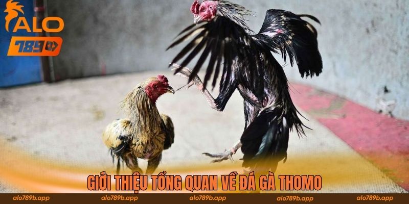Giới thiệu tổng quan về đá gà Thomo