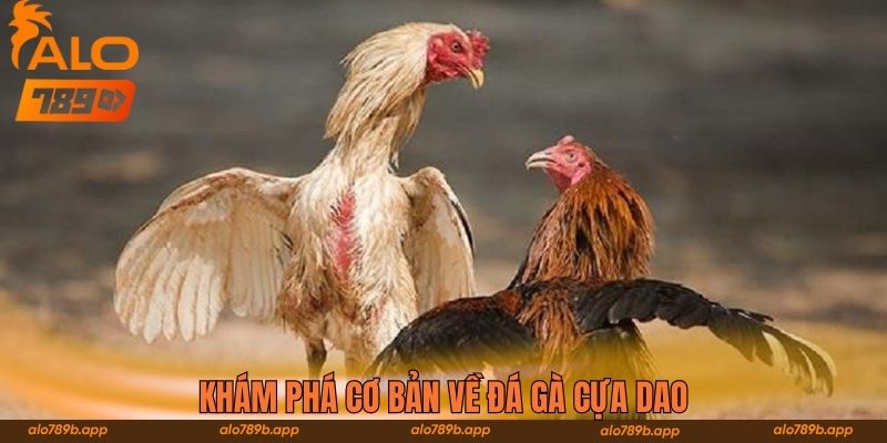 Khám phá cơ bản về đá gà cựa dao