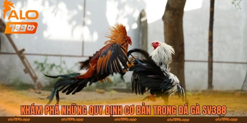 Khám phá những quy định cơ bản trong đá gà SV388