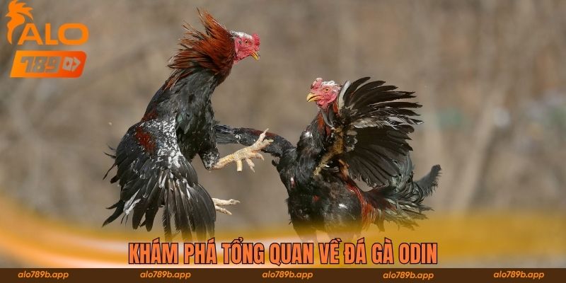 Khám phá tổng quan về đá gà ODIN