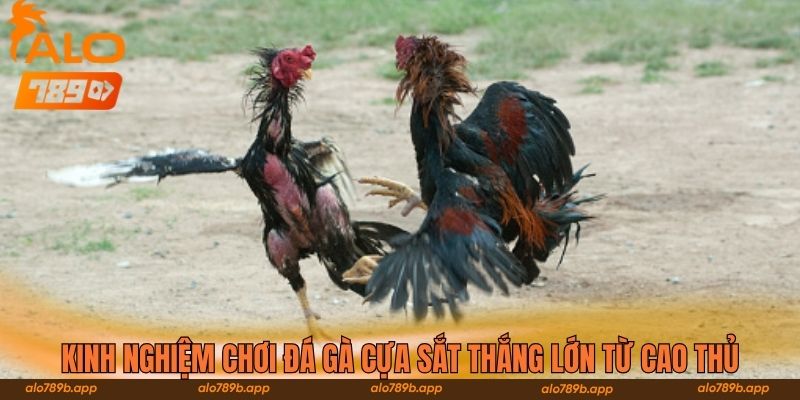 Kinh nghiệm chơi đá gà cựa sắt thắng lớn từ cao thủ