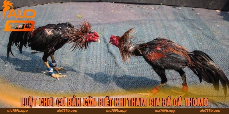 Luật chơi cơ bản cần biết khi tham gia đá gà Thomo