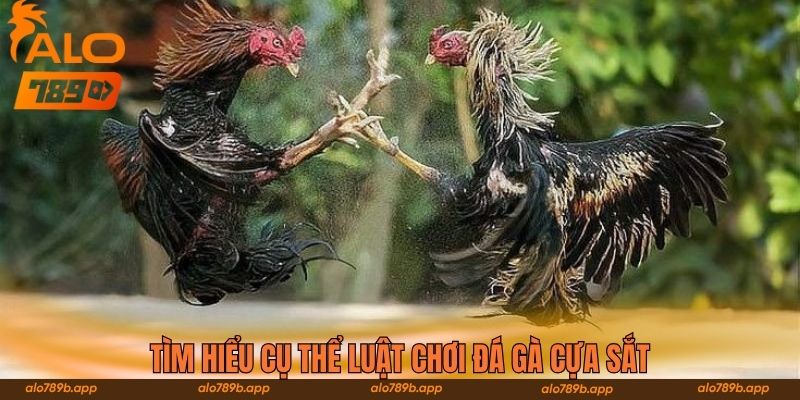 Tìm hiểu cụ thể luật chơi đá gà cựa sắt